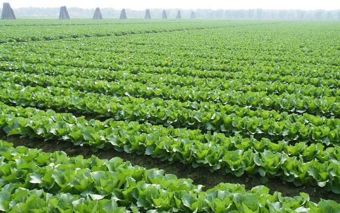 中味膳食为您派发的您的专属客服：135 5971 5658 欢迎您的咨询