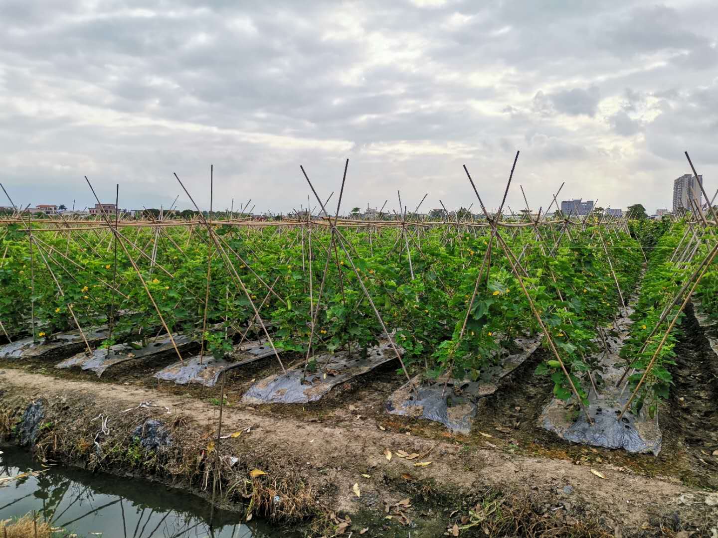 中味膳食服务热线：13559715658