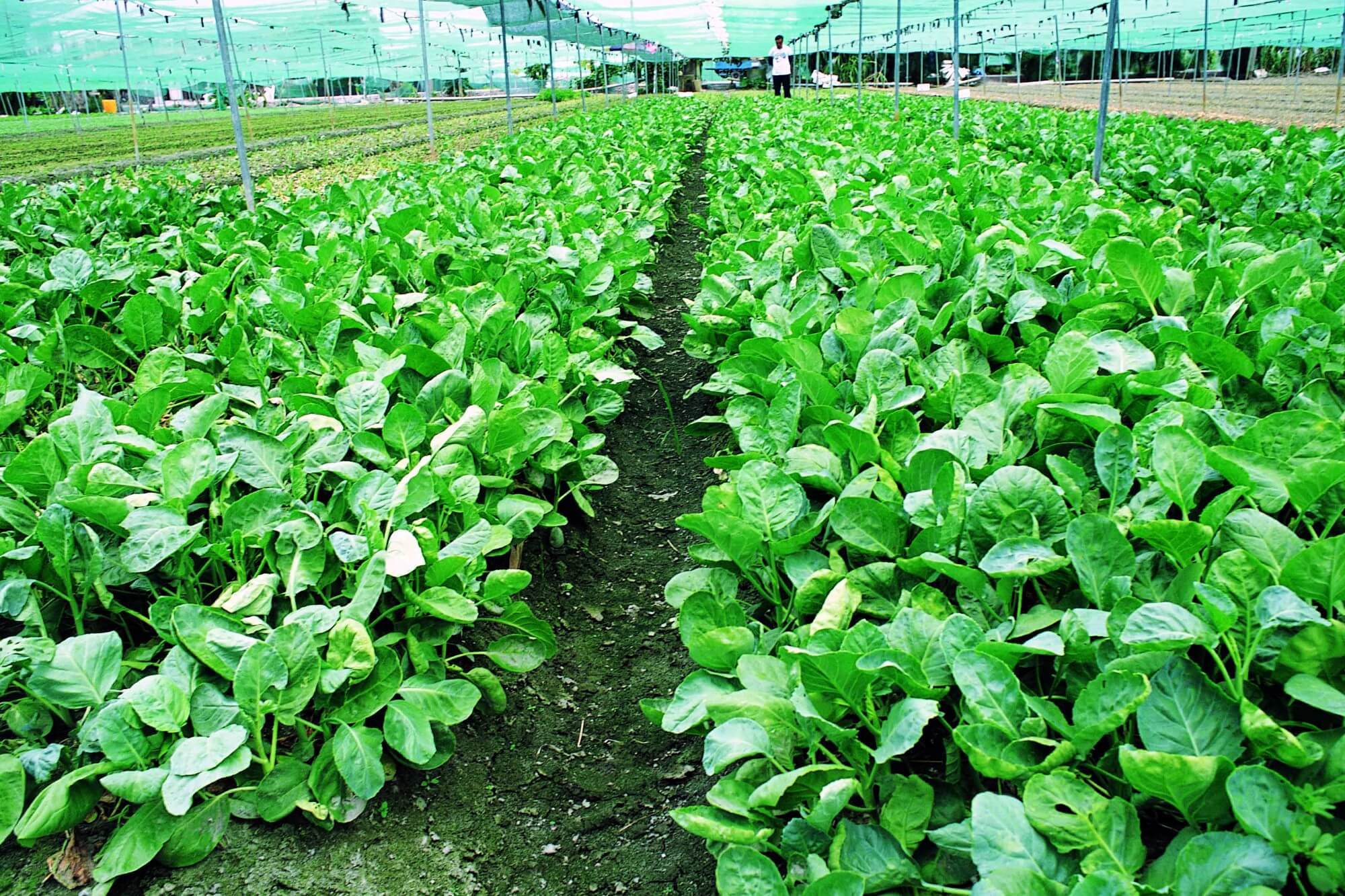 中味膳食(咨询热线:135-5971-5658 加微信获取报价表)