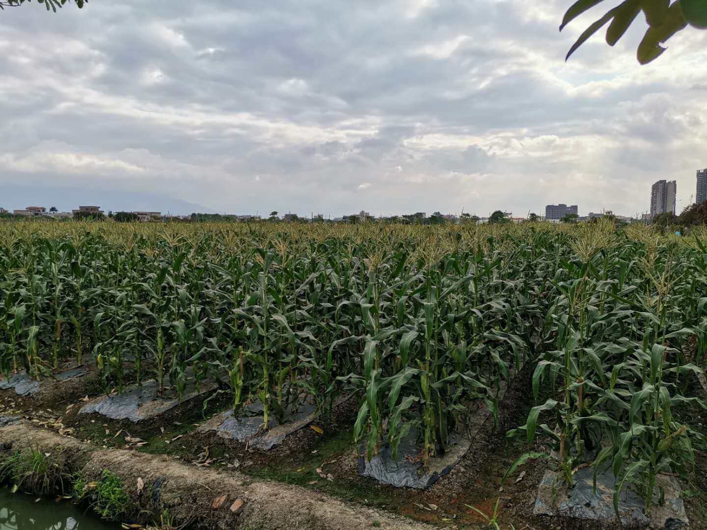 中味膳食(咨询热线:135-5971-5658 加微信获取报价表)