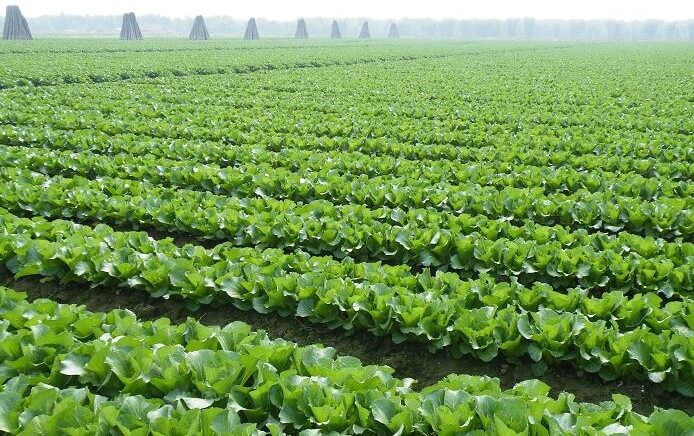 咨询食材报价表：135-5971-5658，微信同号