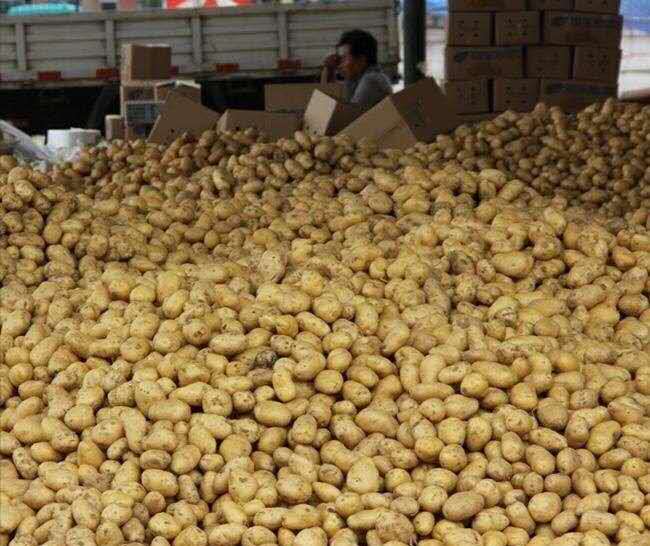 蔬菜肉类批发配送，13559715658