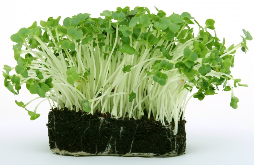 横沥工厂学校蔬菜配送